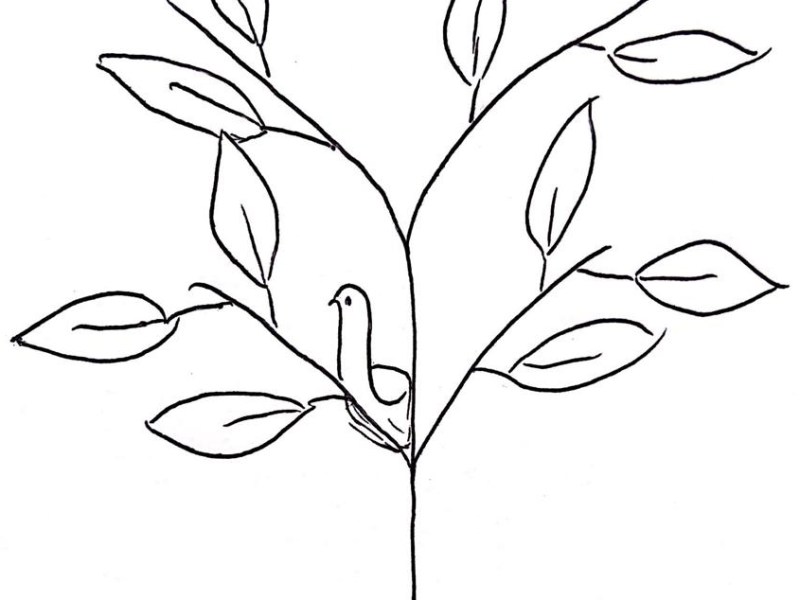 é folha esse&nbsp;passarinho?